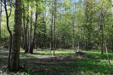 Участок, Валуевская слобода к/п (Валуево), 42 сот