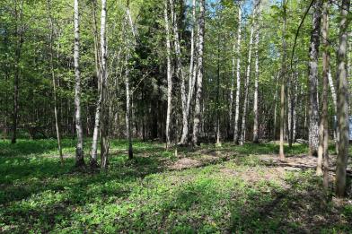 Участок, Валуевская слобода к/п (Валуево), 42 сот