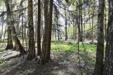 Участок, Валуевская слобода к/п (Валуево), 42 сот