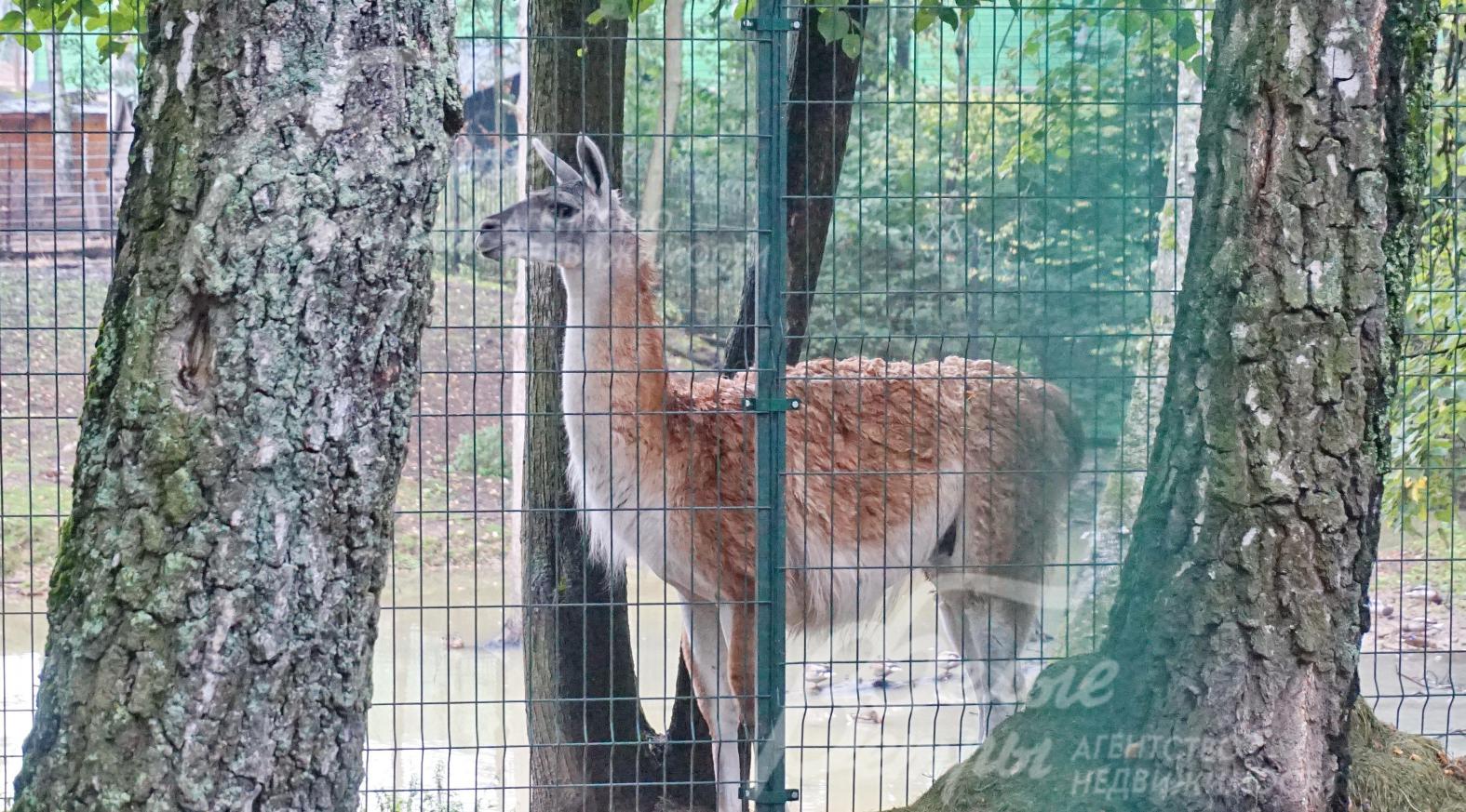 Участок граничит с парковой зоной и мини-зоопарком