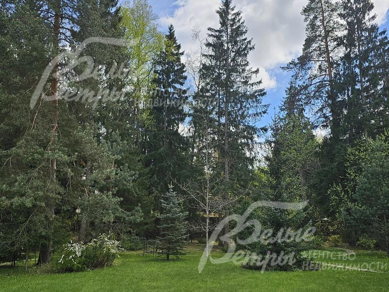 Вид с балкона на свой лесной участок и на лес за участком.