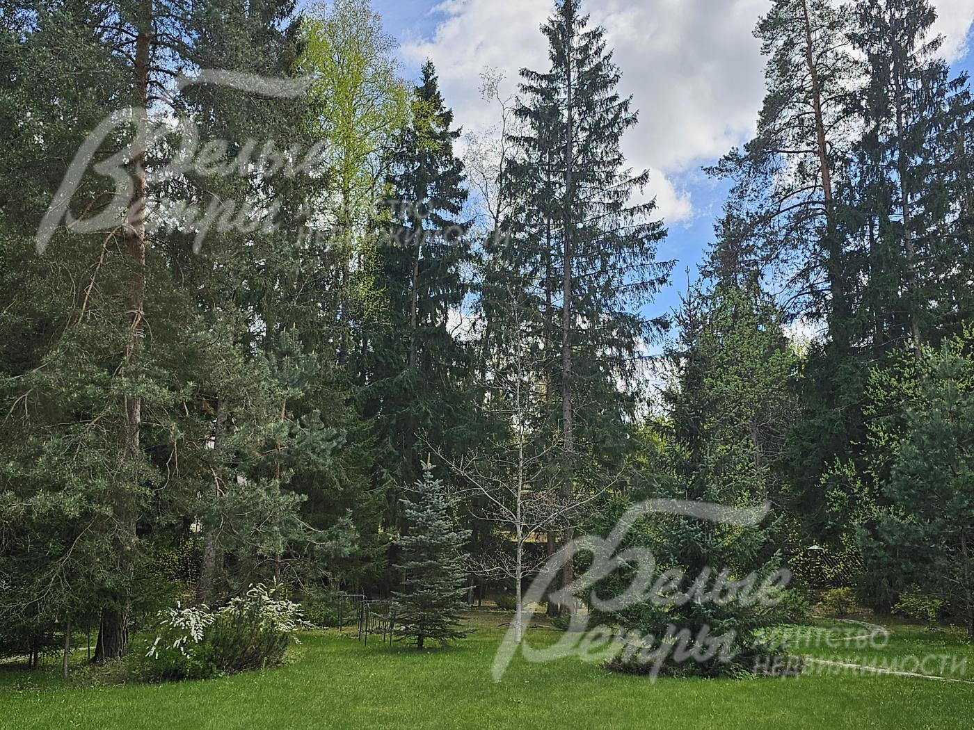 Вид с балкона на свой лесной участок и на лес за участком.